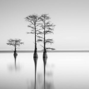 Cypress, Black and White, Long Exposure, Lake Moulltrie, South Carolina, Ivo Kerssemakers