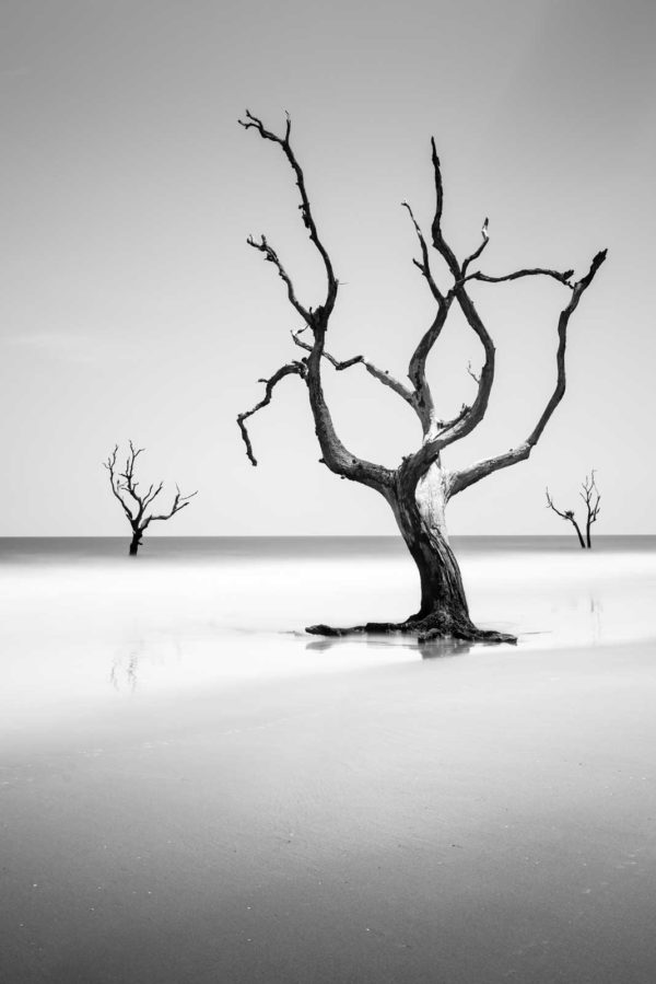 Bulls Island, Boneyard Beach, South Carolina, Black and White, Long Exposure, Tree, Water, Ocean, Fine Art, Ivo Kerssemakers