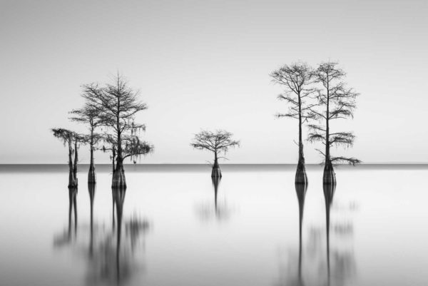 Cypress, Black and White, Long Exposure, Lake Moulltrie, South Carolina, Ivo Kerssemakers