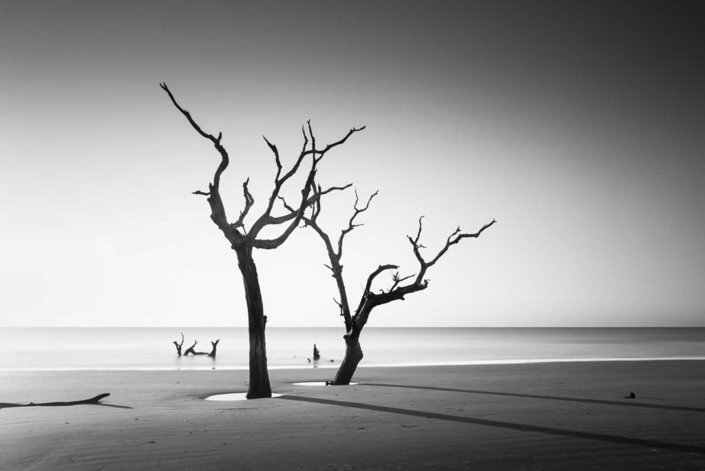 Tree, Bulls Island, Black and White, Long Exposure, South Carolina, Ivo Kerssemakers