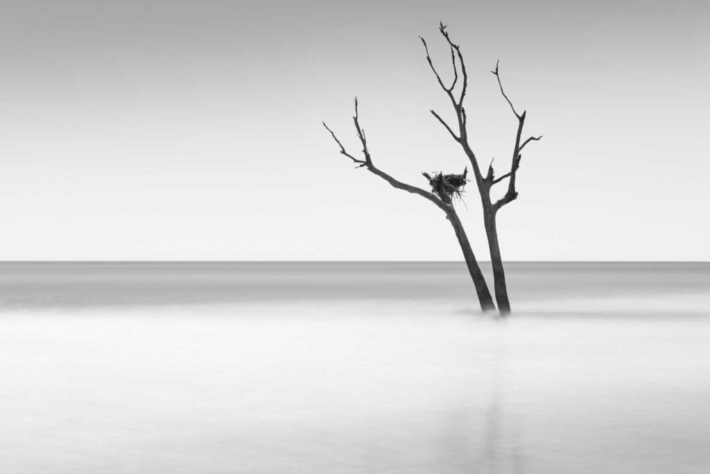 Bulls Island, Boneyard Beach, South Carolina, Black and White, Long Exposure, Tree, Water, Ocean, Fine Art, Ivo Kerssemakers