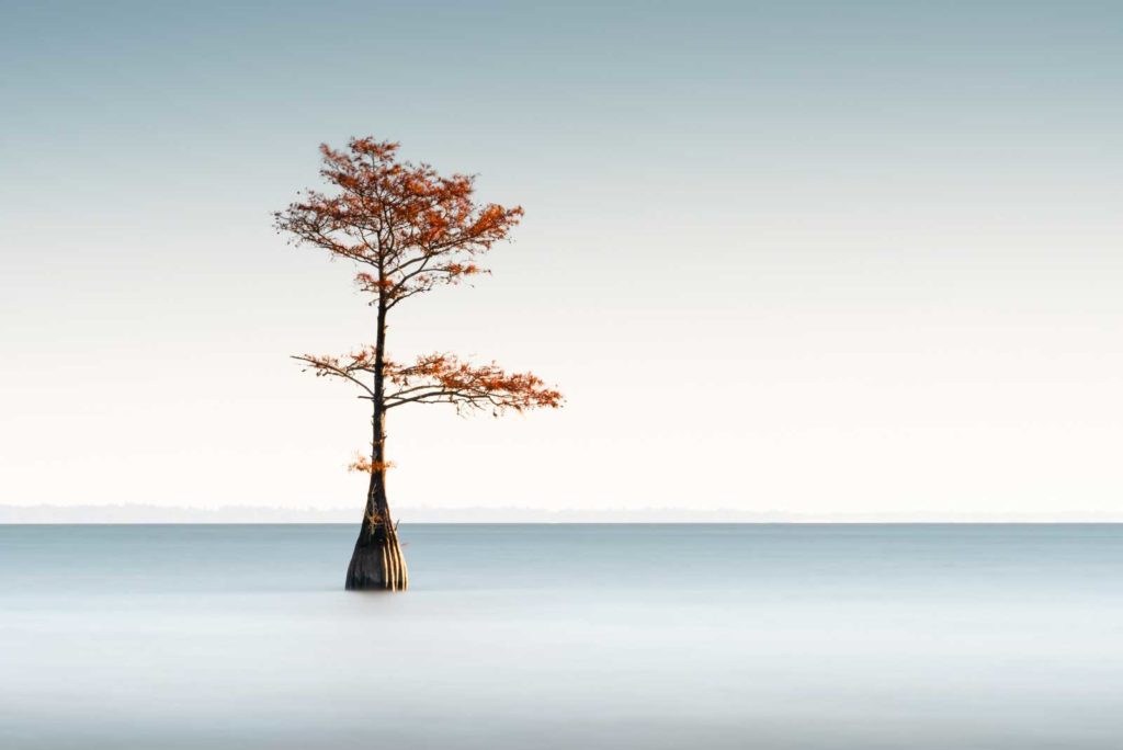 art print of a cypress tree on lake Moultrie, South Carolina, blue sky with bright orange fall foliage, by Ivo Kerssemakers