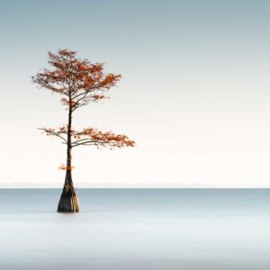 art print of a cypress tree on lake Moultrie, South Carolina, blue sky with bright orange fall foliage, by Ivo Kerssemakers