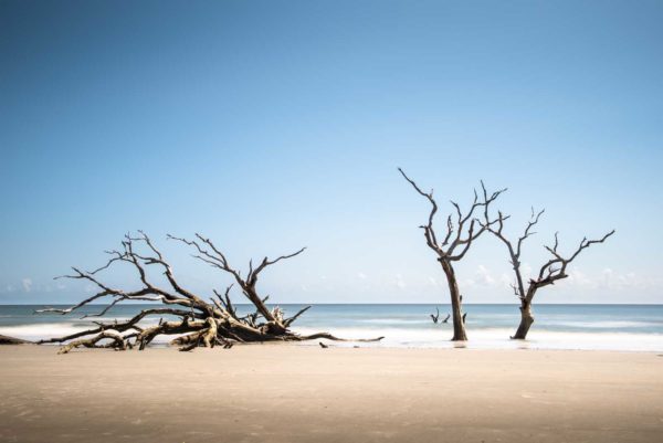 Bull Island, Boneyard Beach, South Carolina, Color, Long Exposure, Tree, Water, Ocean, Beach, Ivo Kerssemakers