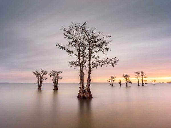 art print of Cypress trees on Lake Moultrie, South Carolina, with the sun coming up in the background by Ivo Kerssemakers