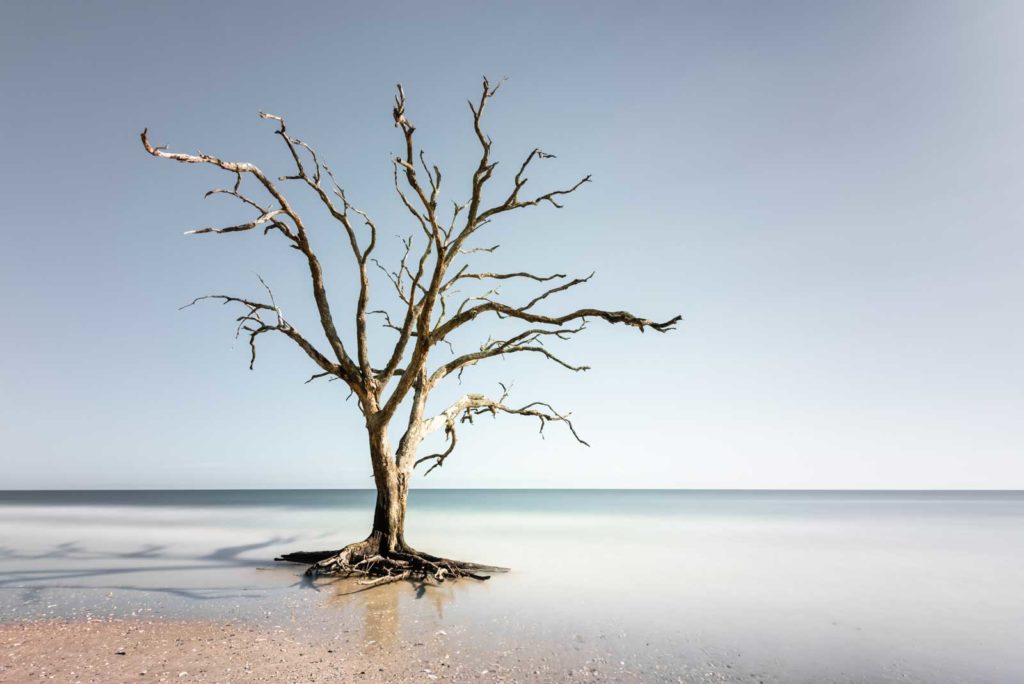 Botany Bay, Edisto Island, Photography, South Carolina, Color Long Exposure, Ocean, tree, beach, Charleston, Long Exposure, Fine Art, Ivo Kerssemakers