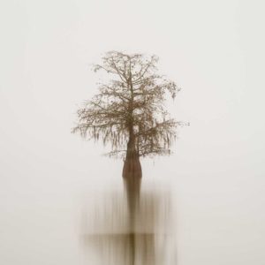 art print of a single cypress tree on lake Marion, South Carolina, isolated in the fog, by Ivo Kerssemakers