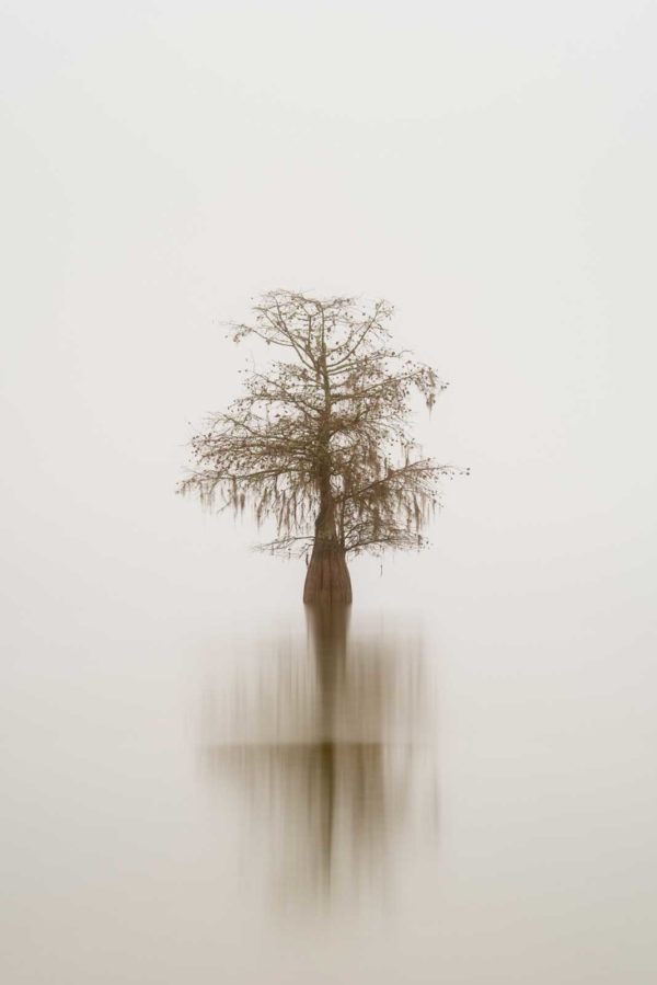 art print of a single cypress tree on lake Marion, South Carolina, isolated in the fog, by Ivo Kerssemakers