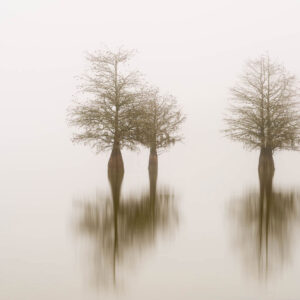 art print of three cypress trees on lake Marion, South Carolina, isolated in the fog, by Ivo Kerssemakers