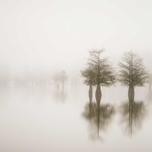 art print of cypress trees on lake Marion in the fog with trees emerging in the background out of the fog, by Ivo Kerssemakers