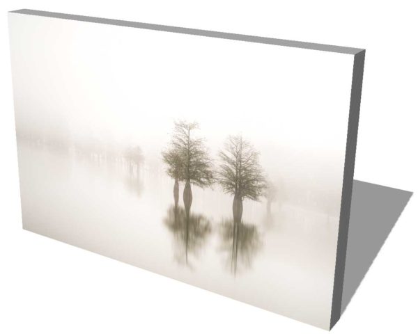 canvas print of cypress trees on lake Marion in the fog with trees emerging in the background out of the fog