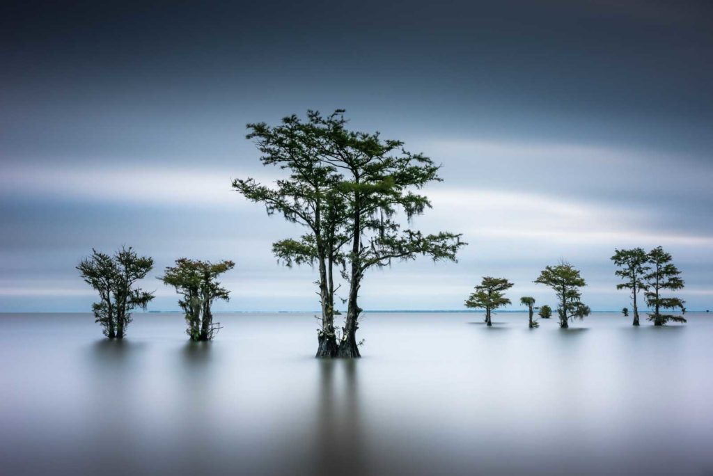 art print of cypress trees on Lake Moultrie, South Carolina, green leaves and dark blue early morning light, by Ivo Kerssemakers