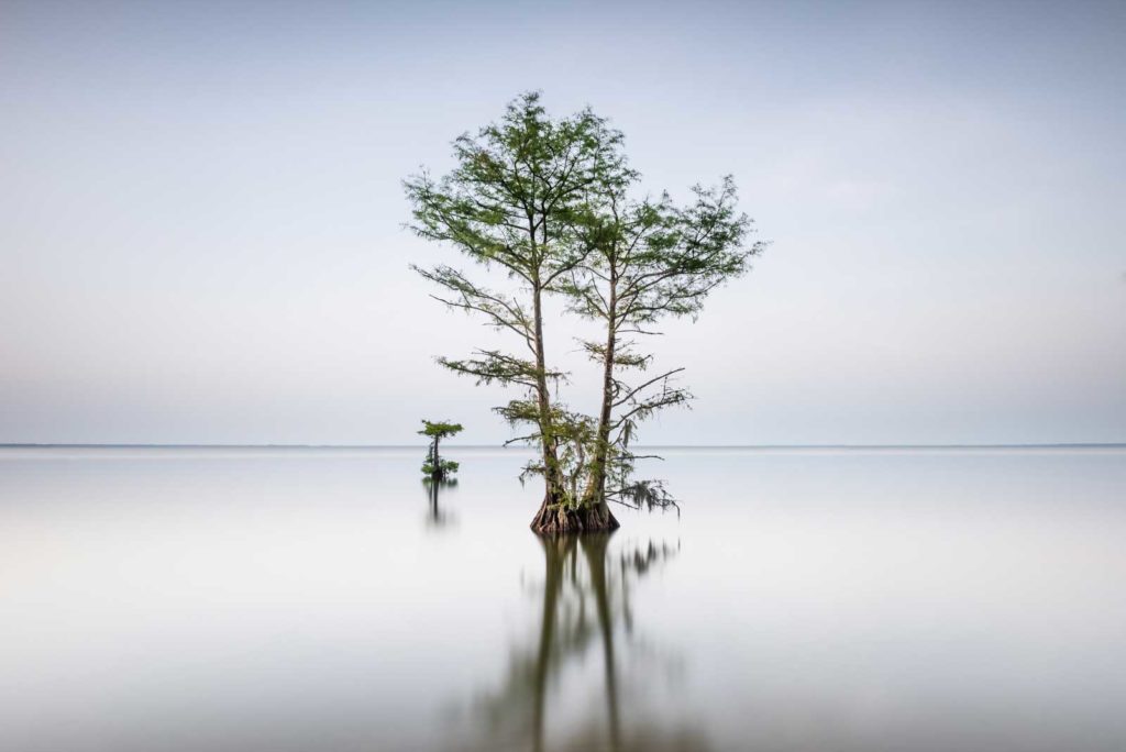 Long exposure photograph of a single cypress tree on Lake Moultrie, South Carolina, before sunset hours, by Ivo Kerssemakers