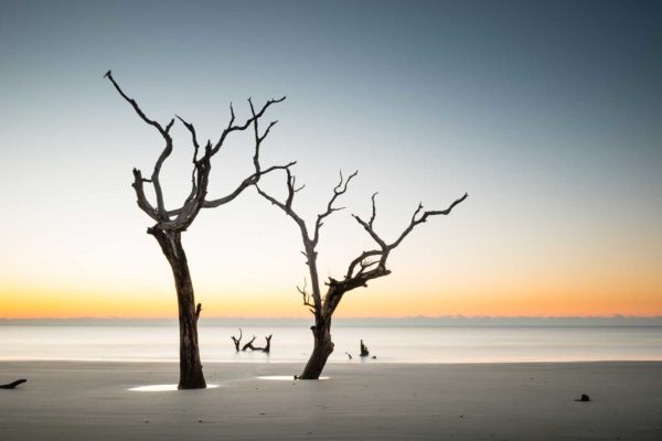 two trees on the beach of Bulls Island, South Carolina, with the orange glow of the sun about to come up in the background