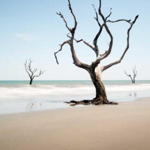 Bull Island, Boneyard Beach, South Carolina, Color, Long Exposure, Tree, Water, Ocean