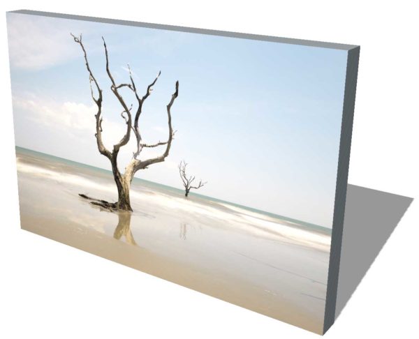 Bull Island, Boneyard Beach, South Carolina, Color, Long Exposure, Tree, Water, Ocean