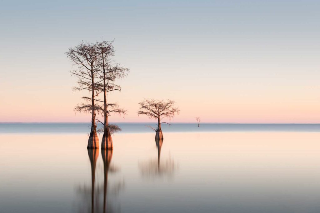 art print of cypress trees on lake Moultrie, South Carolina, with soft sunrise colors in the background, by Ivo Kerssemakers