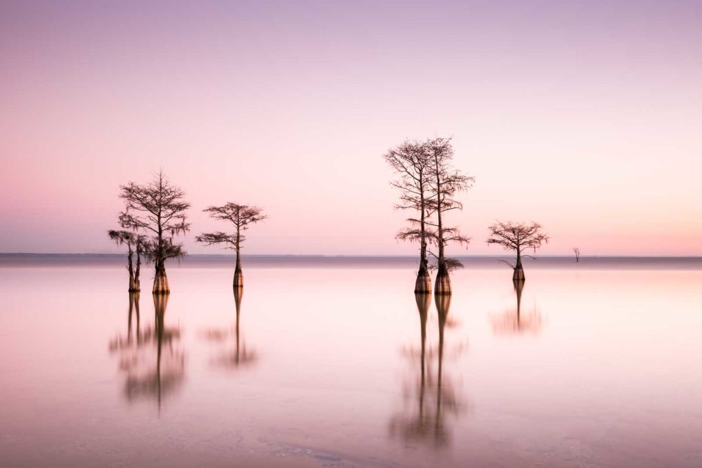 art print of cypress trees on Lake Moultrie, South Carolina, with a bright pink sky right before sunrise, by Ivo Kerssemakers