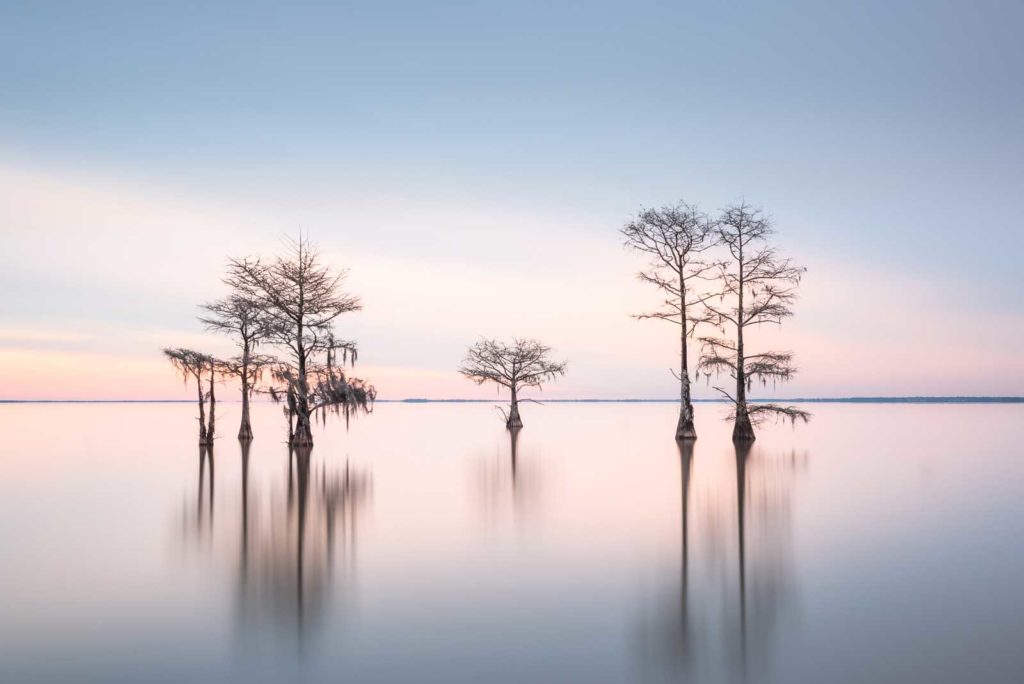 art print of a grouping of cypress trees on Lake Moultrie, South Carolina, in blue early morning light by Ivo Kerssemakers