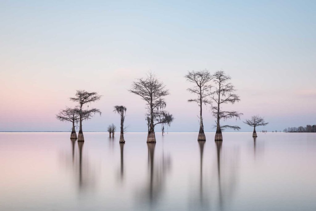 art print of a grouping of cypress trees on Lake Moultrie, South Carolina, with soft sunset light, by Ivo Kerssemakers