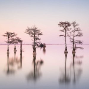 art print of a grouping of cypress trees on Lake Moultrie, South Carolina, in pink sunset colors by Ivo Kerssemakers