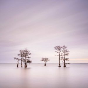 art print of a grouping of cypress trees on Lake Moultrie, South Carolina, in early morning light by Ivo Kerssemakers