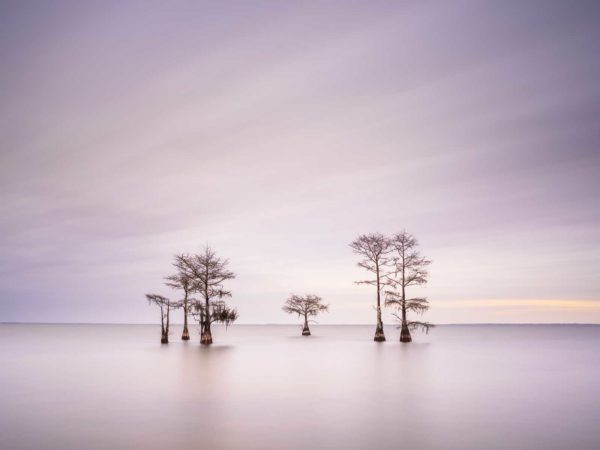 art print of a grouping of cypress trees on Lake Moultrie, South Carolina, in early morning light by Ivo Kerssemakers