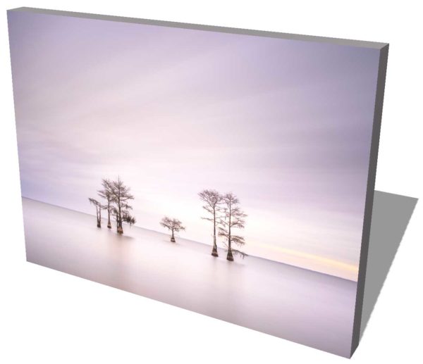 canvas print of a grouping of cypress trees on Lake Moultrie, South Carolina, in early morning light by Ivo Kerssemakers