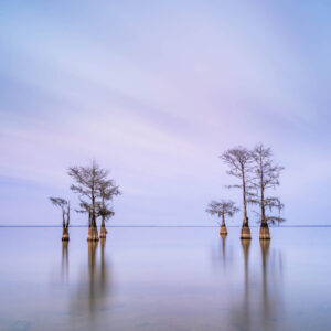 art print of a grouping of cypress trees on Lake Moultrie, South Carolina, after sunset hours, by Ivo Kerssemakers