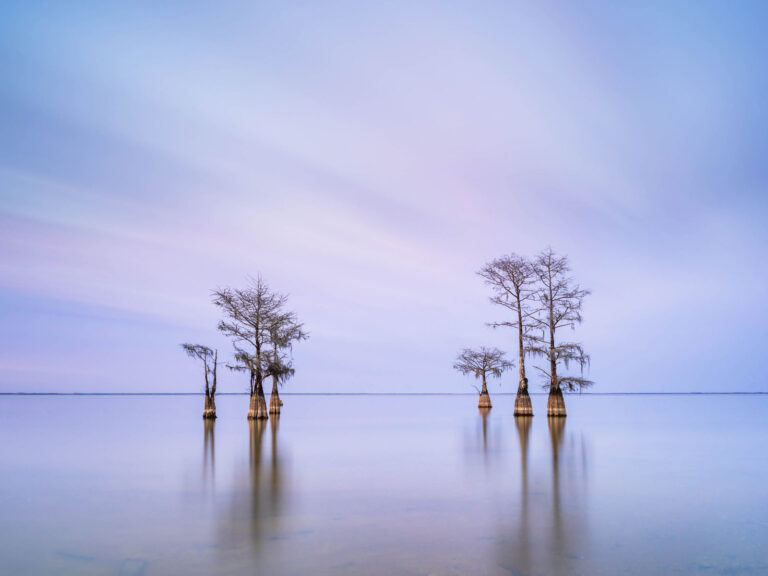 art print of a grouping of cypress trees on Lake Moultrie, South Carolina, after sunset hours, by Ivo Kerssemakers
